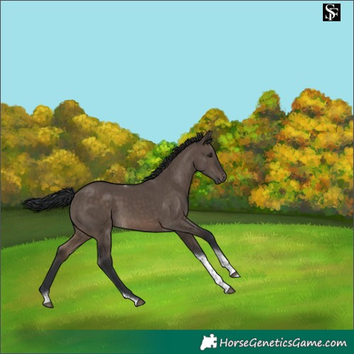 Horse Color:Brown Dun Tobiano 