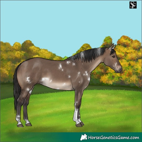 Horse Color:White Spotted Brown Dun Tobiano