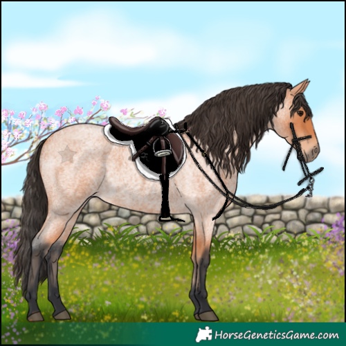 Horse Color:Bay Roan
