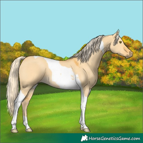 Horse Color:Palomino Dun Tobiano 