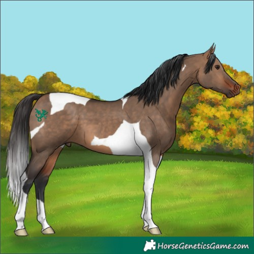 Horse Color:Bay Dun Tobiano