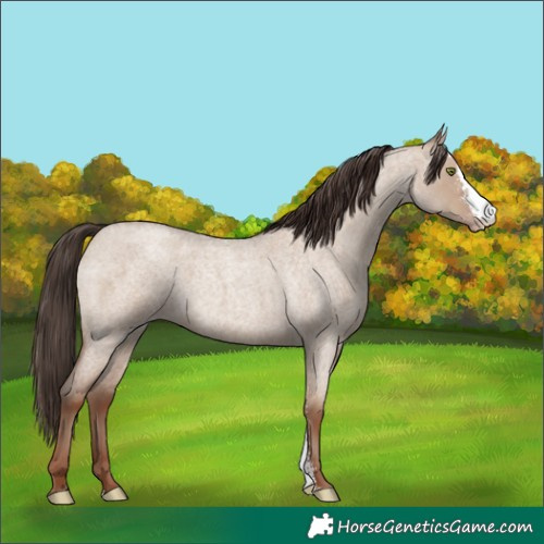 Horse Color:Classic Champagne Roan Dun Sabino 