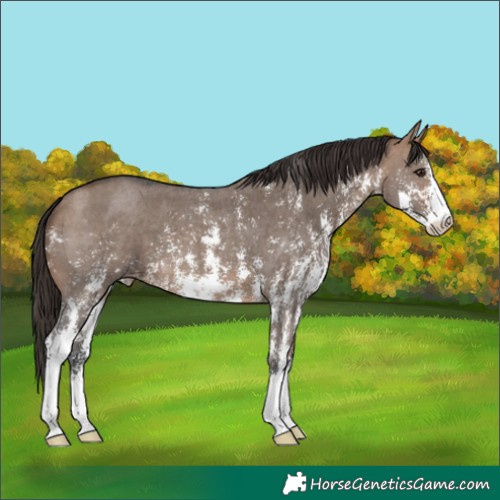 Horse Color:Bay Dun Sabino Appaloosa 
