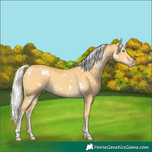 Horse Color:White Spotted Silver Amber Cream Champagne Dun Rabicano