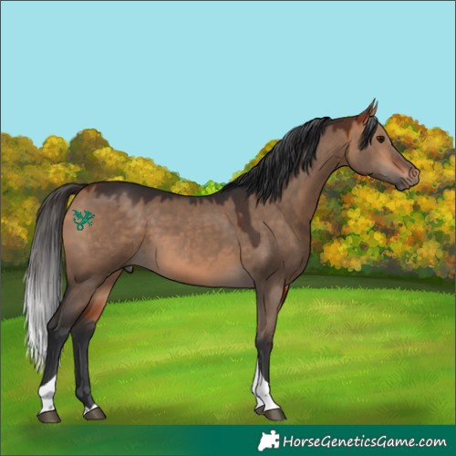 Horse Color:Bay Dun Tobiano 