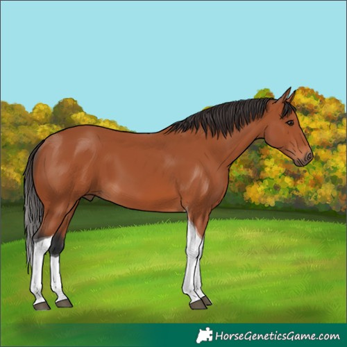 Horse Color:Bay Tobiano 