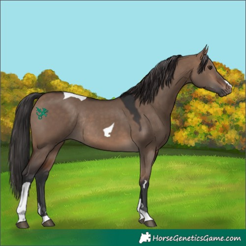 Horse Color:Brown Dun Tobiano Rabicano 