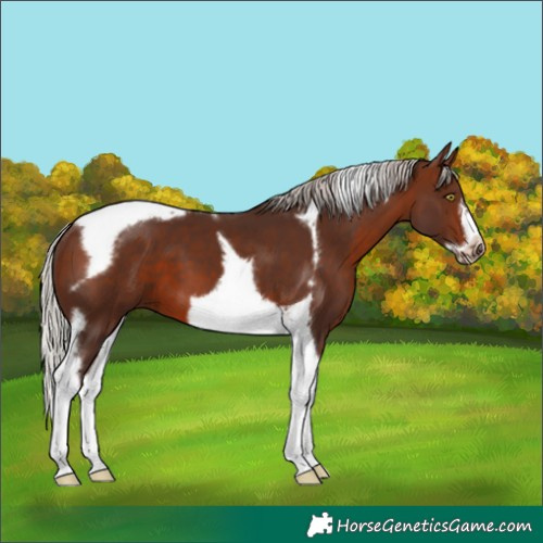 Horse Color:Silver Brown Tobiano Frame 