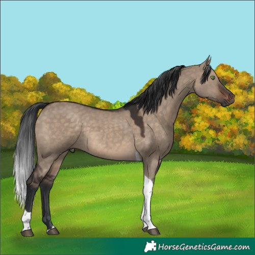 Horse Color:Brown Dun Tobiano