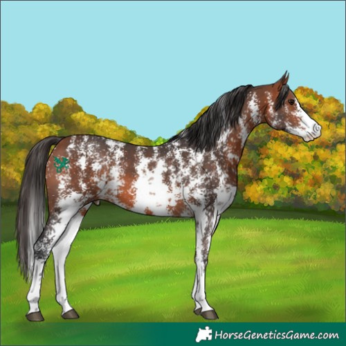 Horse Color:Bay Sabino