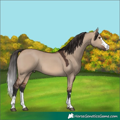 Horse Color:Brown Dun 