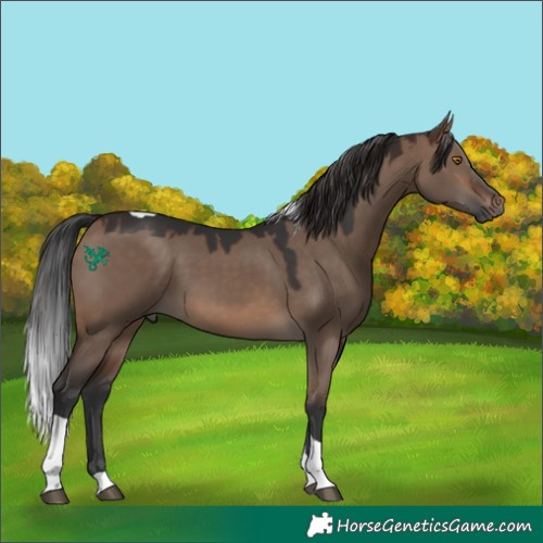 Horse Color:Brown Dun Tobiano 
