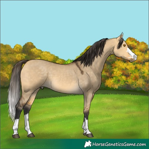 Horse Color:Buckskin Dun