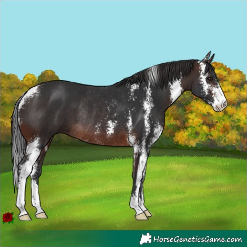 Horse Color:Brown Sabino Rabicano 