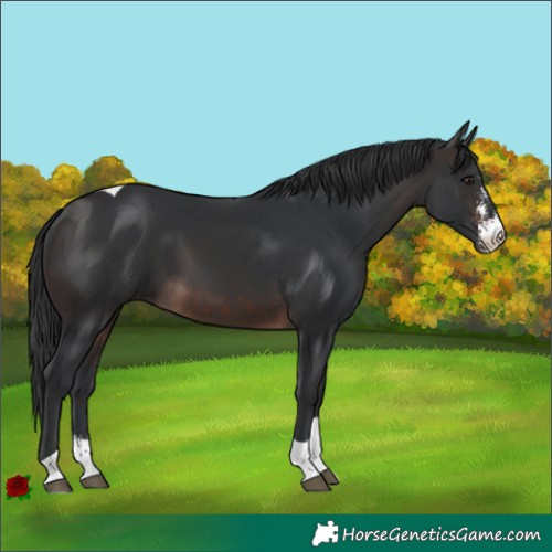 Horse Color:Brown Sabino Tobiano