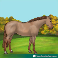 Horse Color:Red Dun
