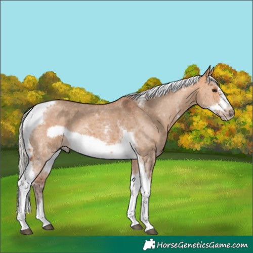 Horse Color:Silver Bay Dun Sabino Tobiano Frame Rabicano 
