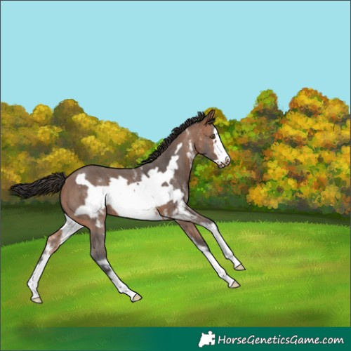 Horse Color:Bay Sabino Frame 