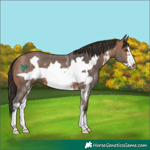 Horse Color:Bay Sabino Frame 