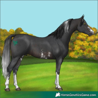 Horse Color:Brown Mushroom Sabino Tobiano