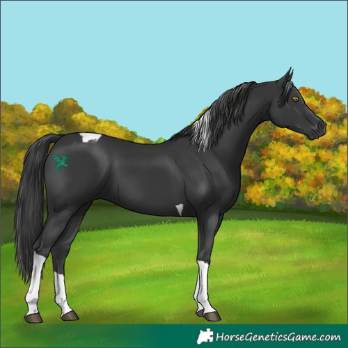 Horse Color:Black Tobiano 
