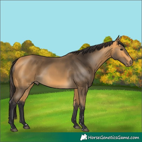 Horse Color:Buckskin 
