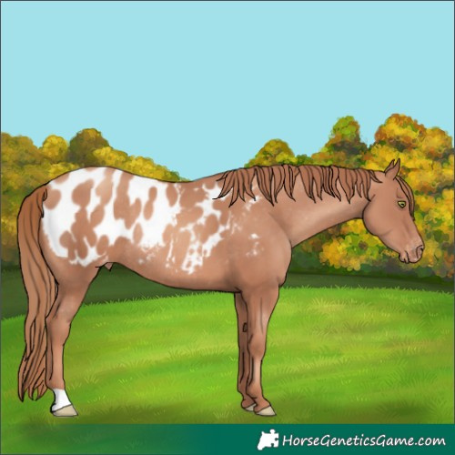 Horse Color:Gold Champagne Appaloosa Rabicano