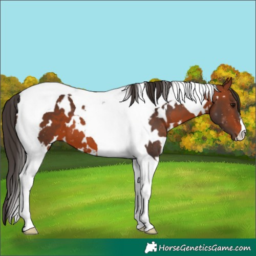 Horse Color:White Spotted Bay Tobiano
