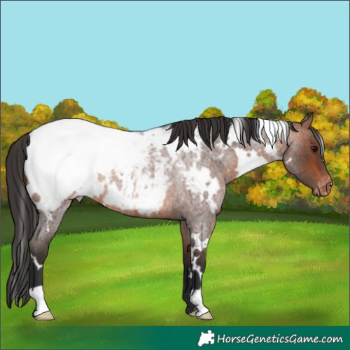 Horse Color:White Spotted Bay Roan Appaloosa