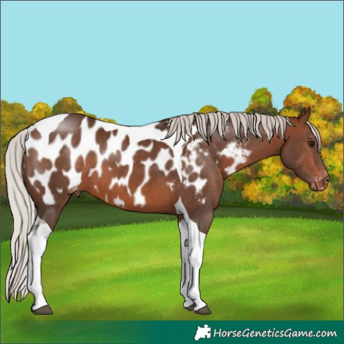 Horse Color:Silver Brown Tobiano Blanket 