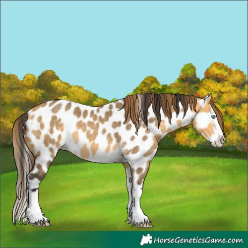 Horse Color:Buckskin Dun Sabino Splash Appaloosa