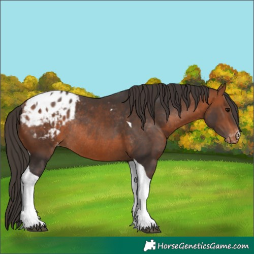 Horse Color:Bay Sabino Tobiano Appaloosa Rabicano