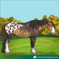 Horse Color:Buckskin Sabino Blanket