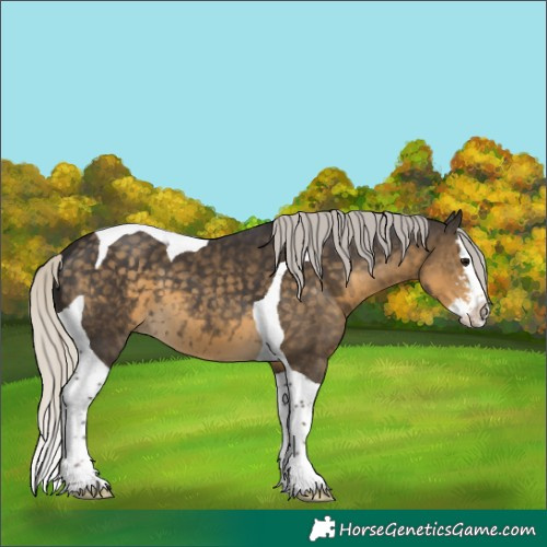 Horse Color:Silver Smoky Black Sabino Splash Tobiano