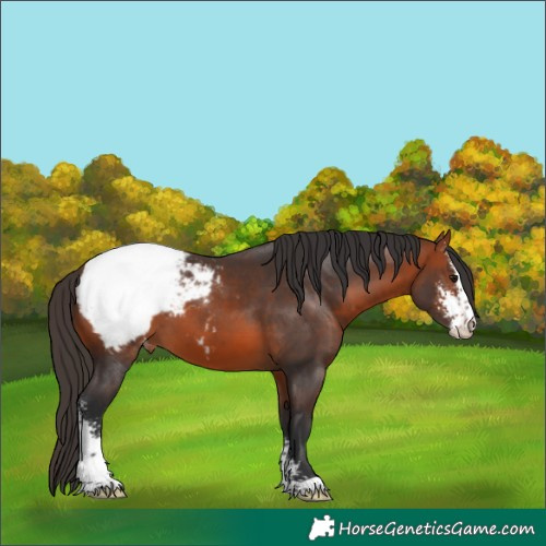 Horse Color:Bay Sabino Appaloosa 
