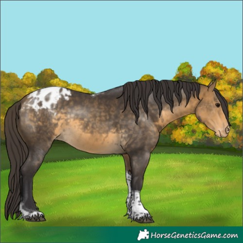 Horse Color:Buckskin Tobiano Appaloosa Rabicano