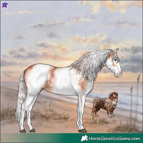 Horse Color:White Spotted Silver Bay Splash
