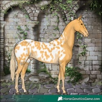 Horse Color:Palomino Near Leopard