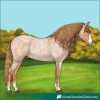 Horse Color:Red Roan