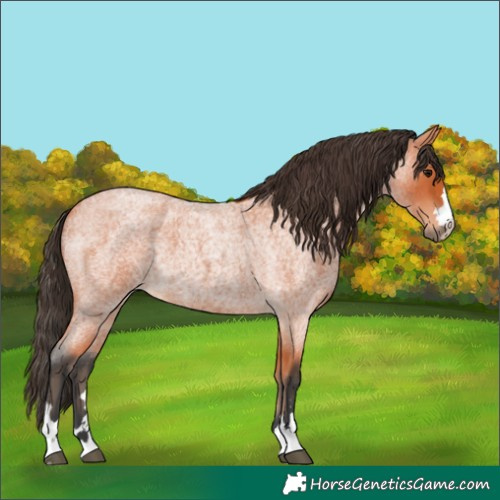 Horse Color:Bay Roan