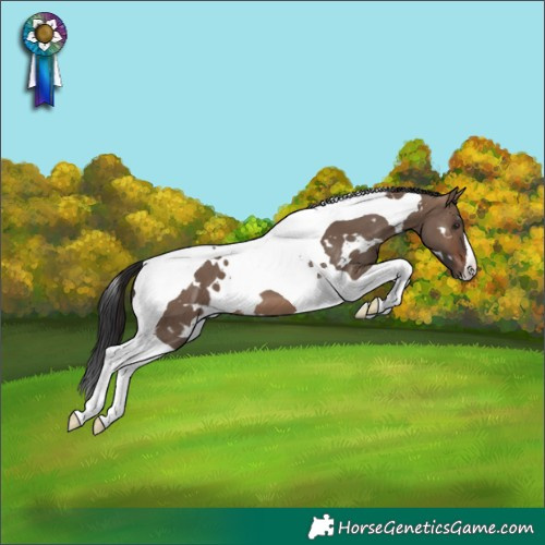 Horse Color:White Spotted Brown Dun Tobiano 