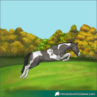 Horse Color:Grullo Tobiano