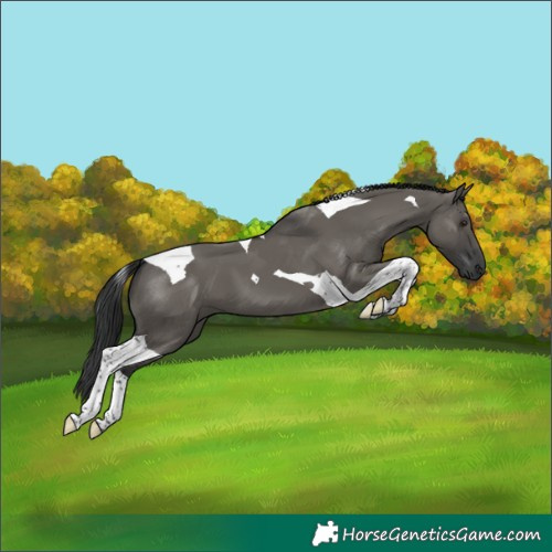 Horse Color:Grullo Tobiano