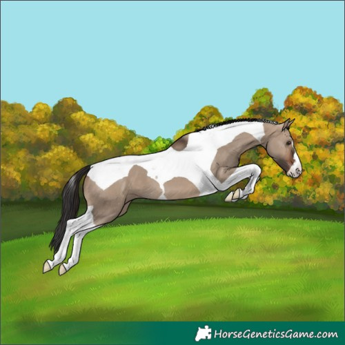 Horse Color:Brown Dun Tobiano