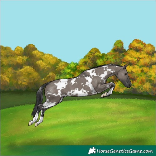 Horse Color:White Spotted Grullo