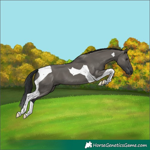 Horse Color:Grullo Tobiano