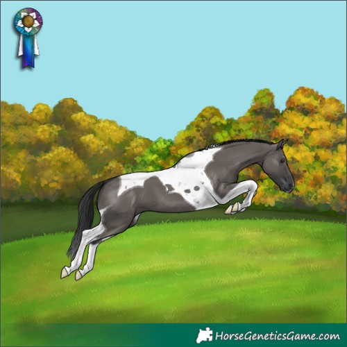 Horse Color:Grullo Tobiano
