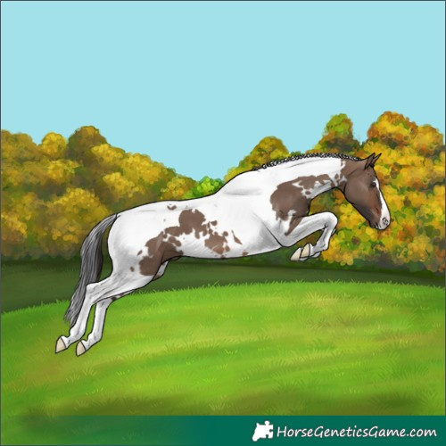Horse Color:White Spotted Brown Dun Tobiano