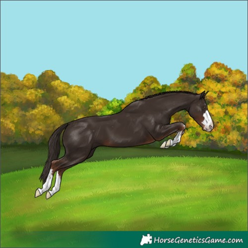 Horse Color:Liver Chestnut Appaloosa 