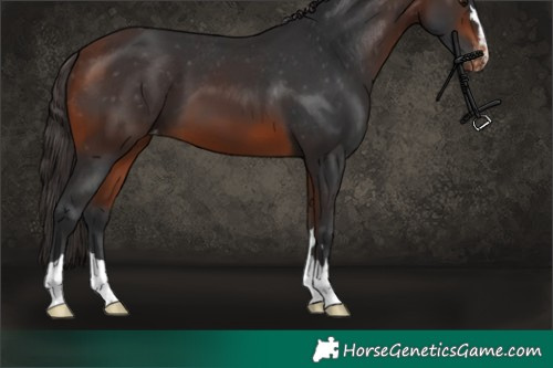 Horse Color:Bay Skewed Appaloosa